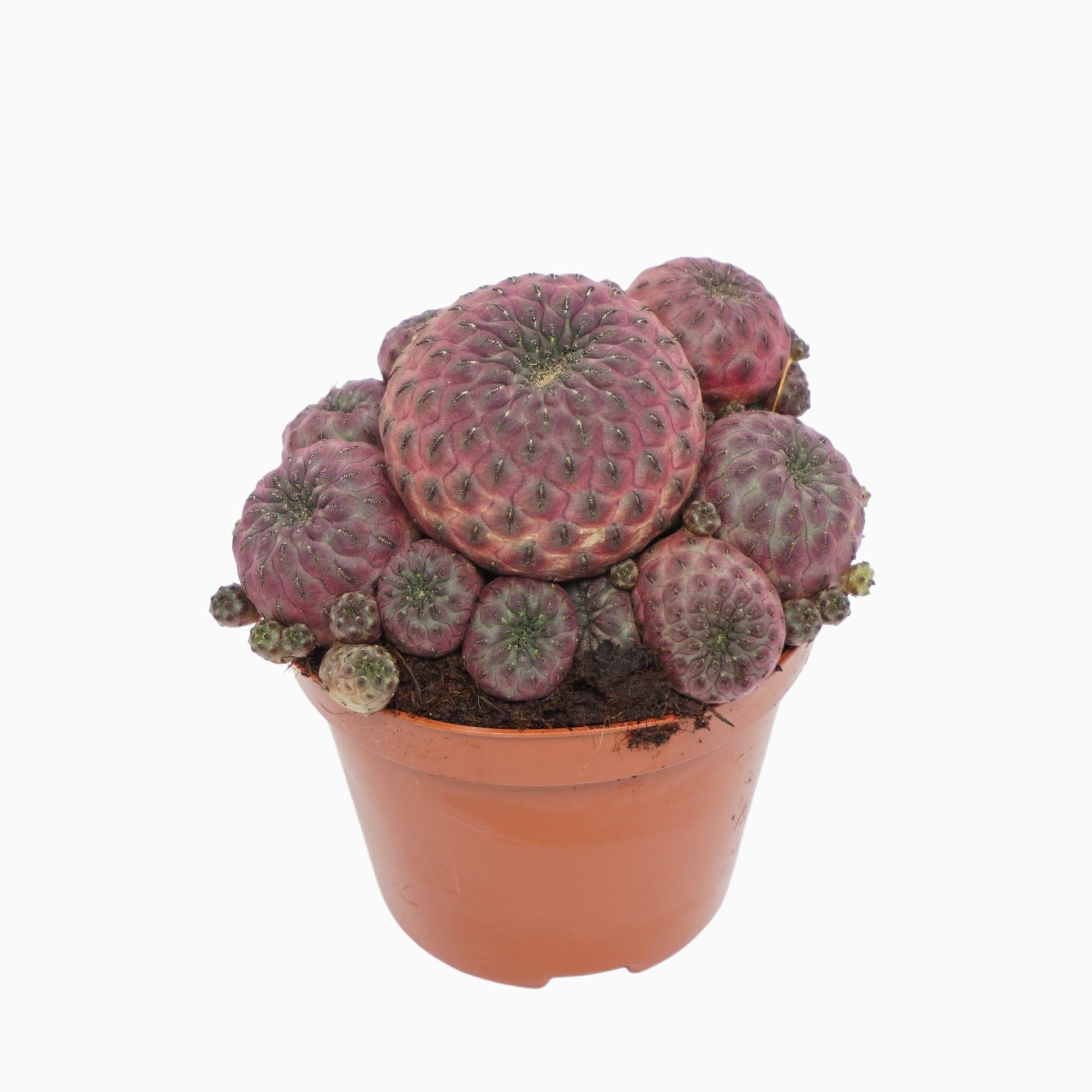 Sulcorebutia rauschii 8,5 cm, D 8,5