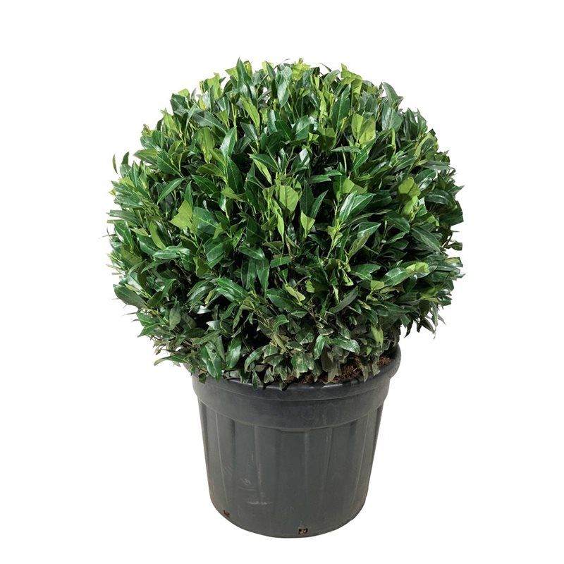 Prunus laur. 'Herbergii', D 60