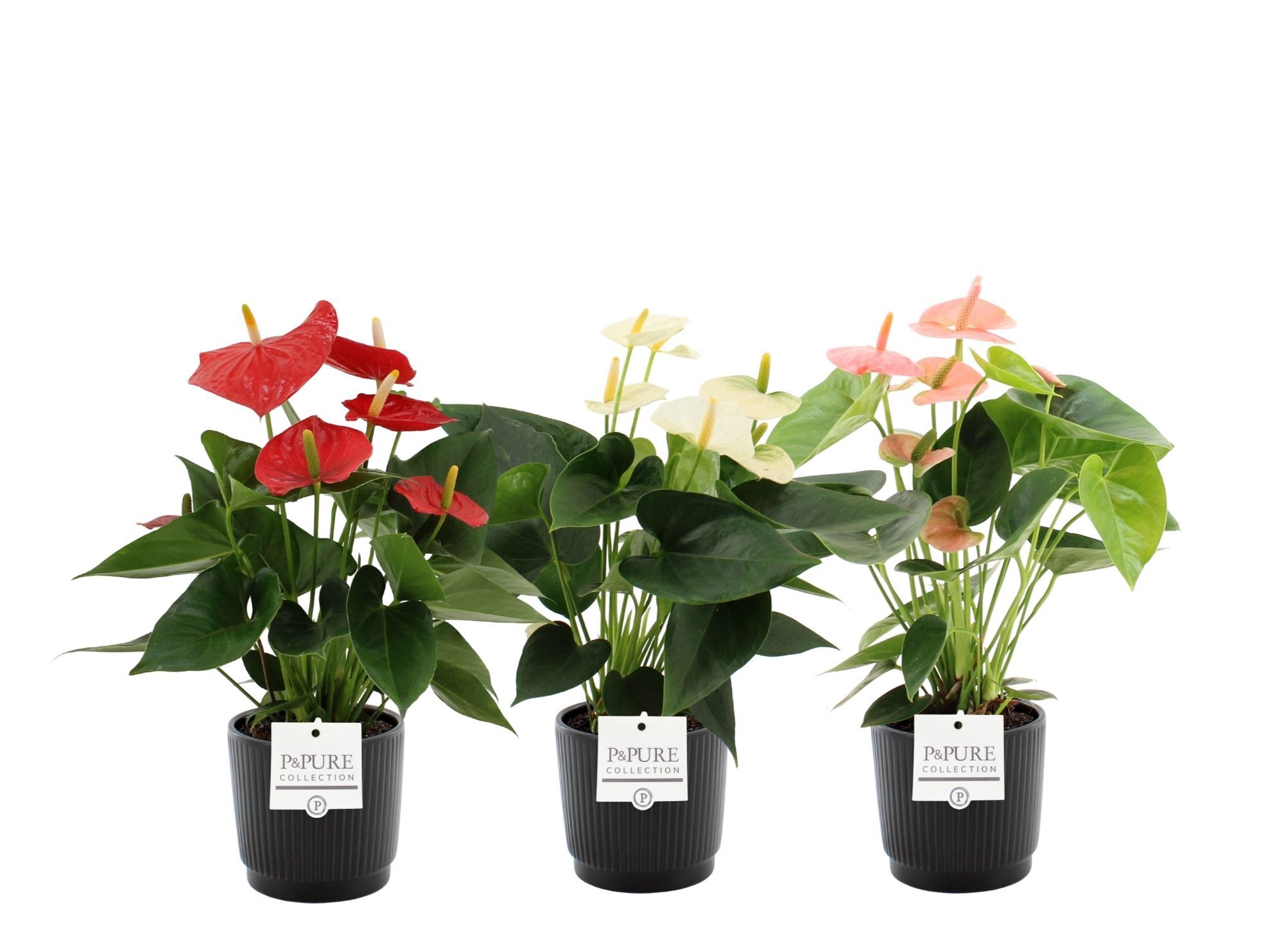 Anthurium 3 color mix in Pure Liv ceramics, D 12