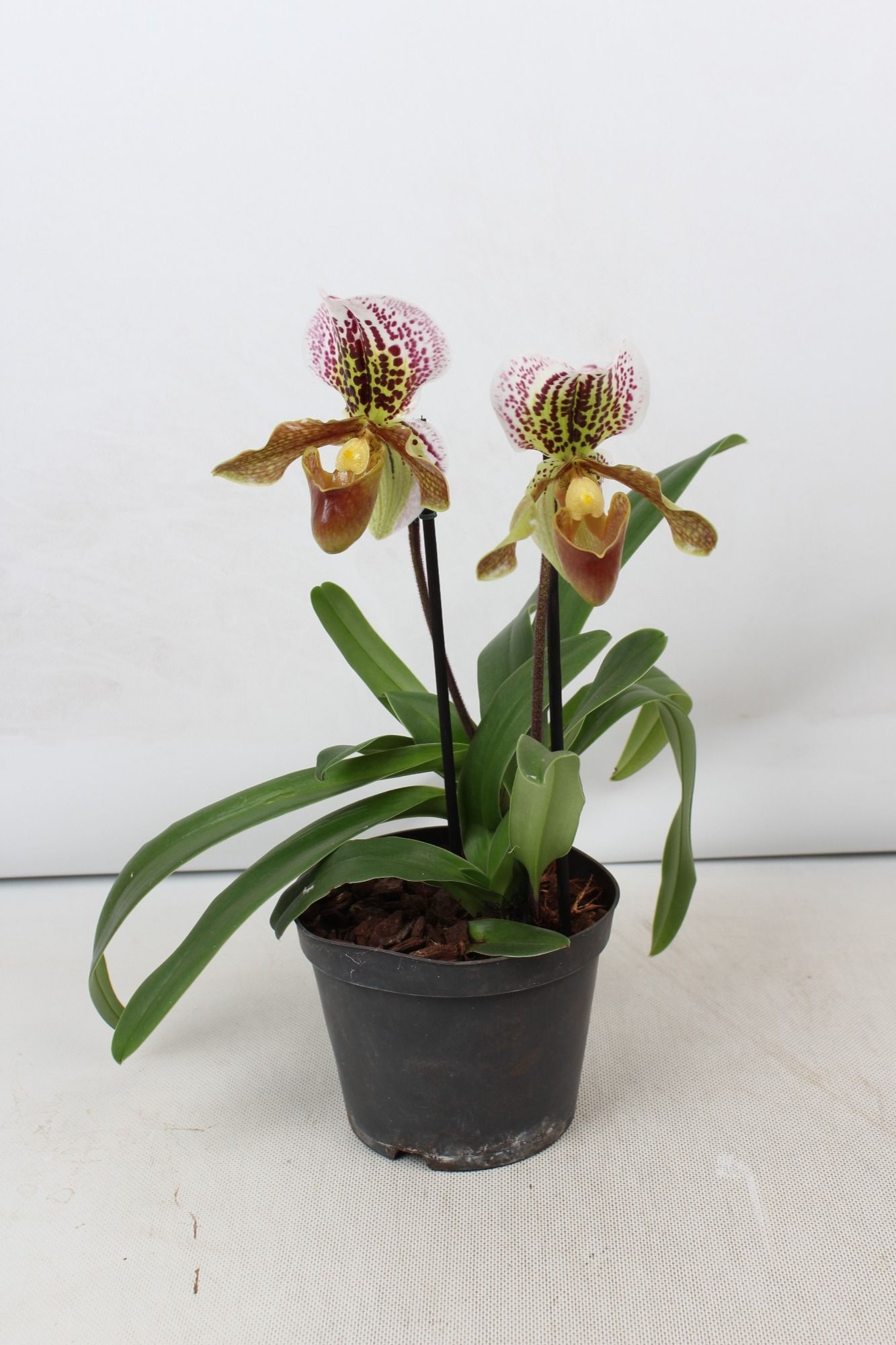 Paphiopedilum 2 tak 15 cm, D 15