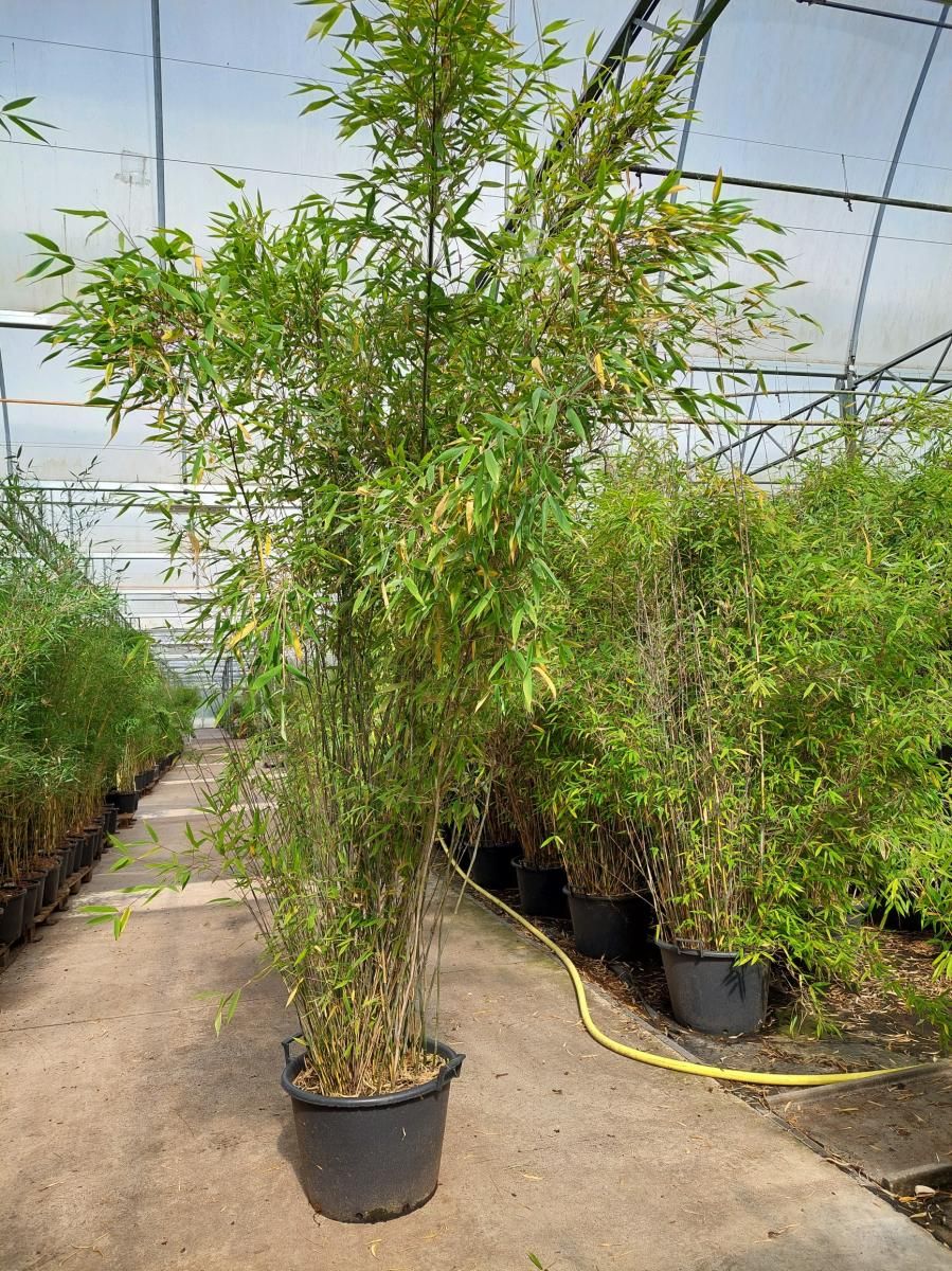 Fargesia 'Winter Joy', D 55