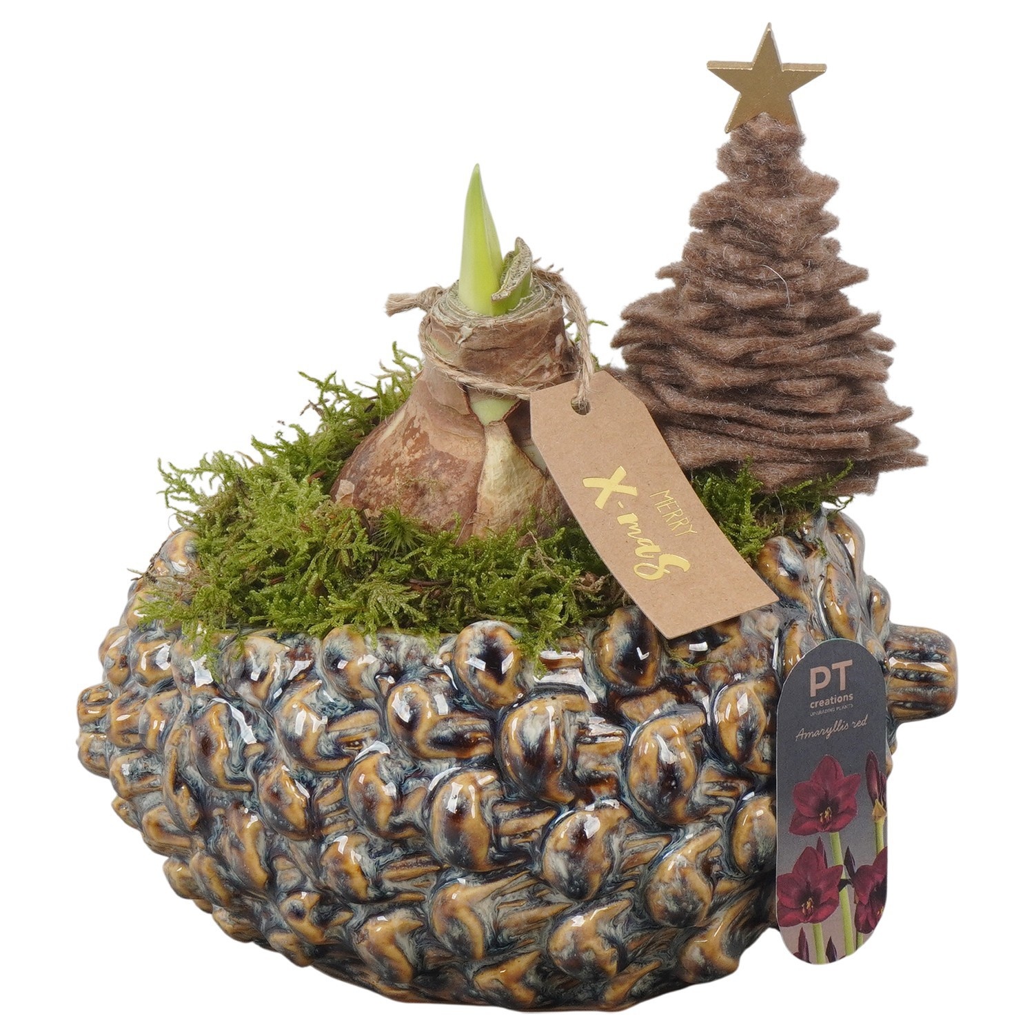 PTACH2492 Arrangement Amaryllis Christmas in keramiek pot, D 19