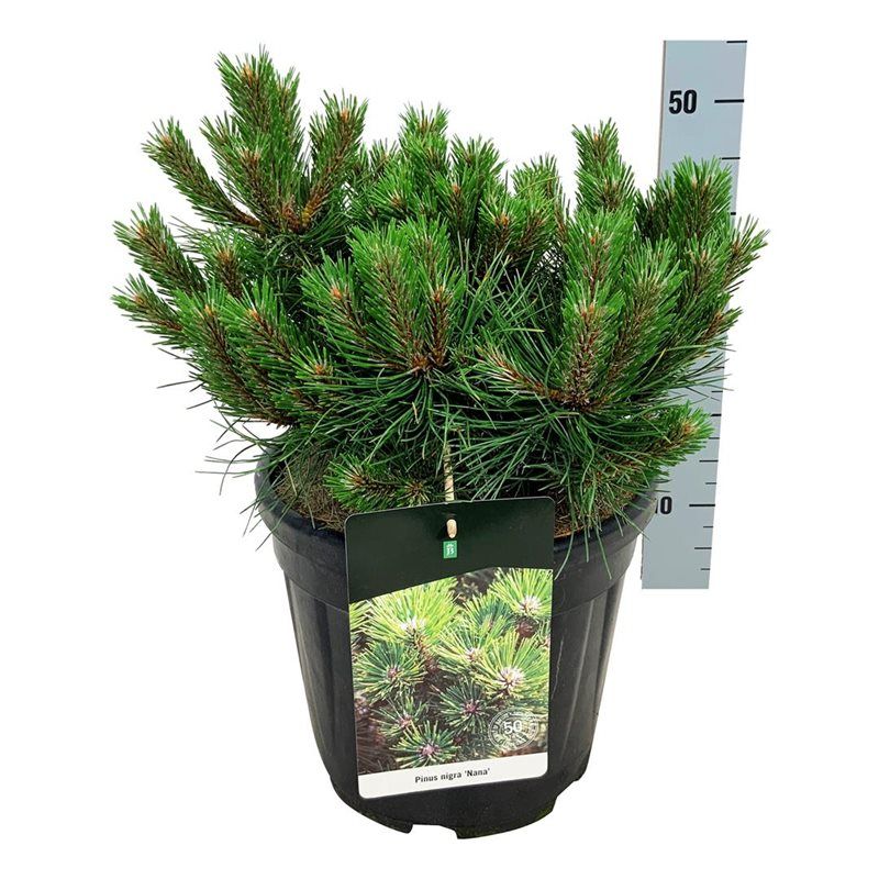Pinus nigra 'Nana', D 32
