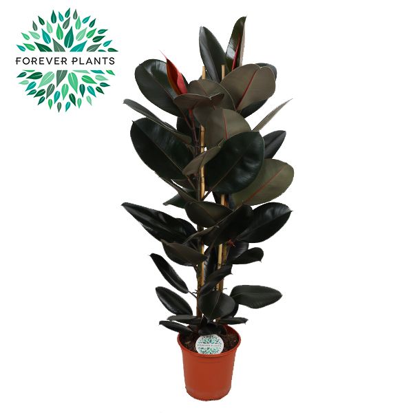 Ficus Elastica Abidjan p24, D 24 cm