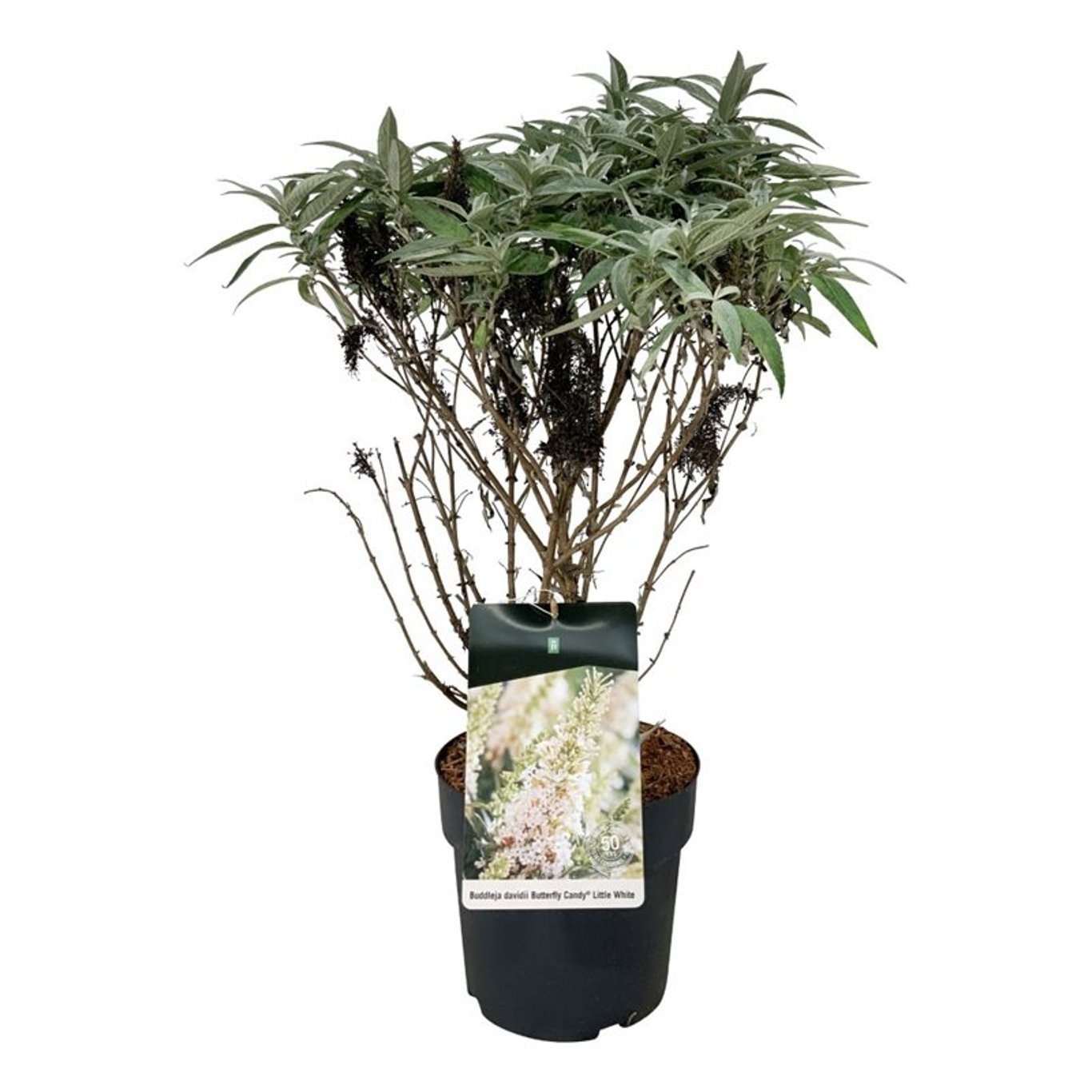 Buddleja d. B. Candy Little White, D 26