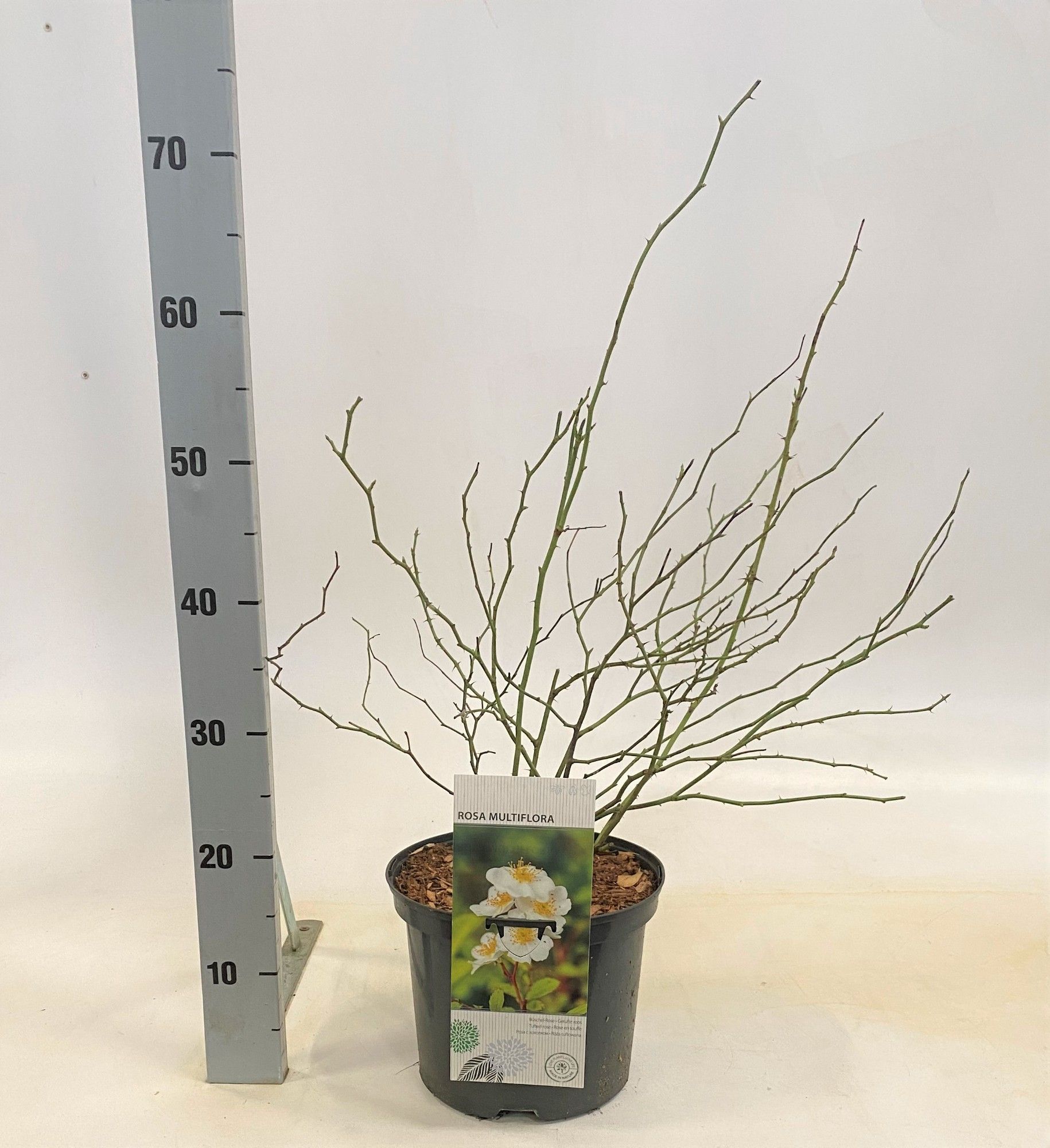 Rosa multiflora, D 23