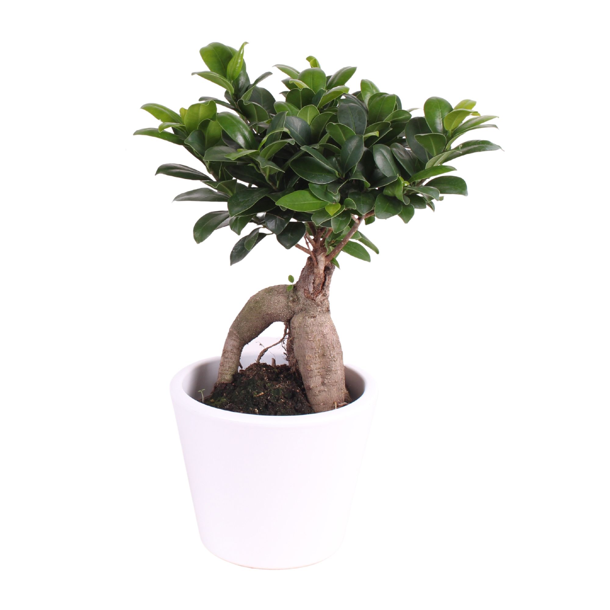 Ficus m. Ginseng ø15cm in ø18cm Karla White pot, D 18 cm