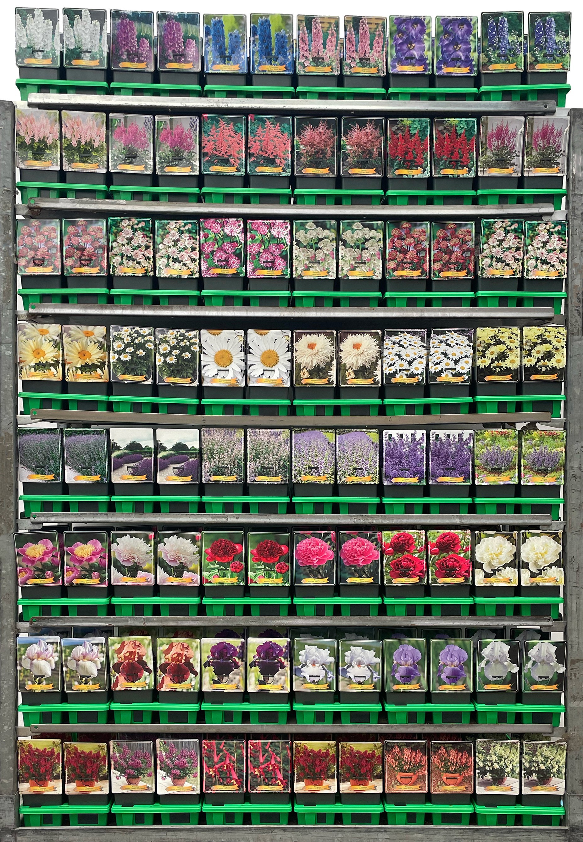 Vaste planten Mix CC 3 P11, D 11