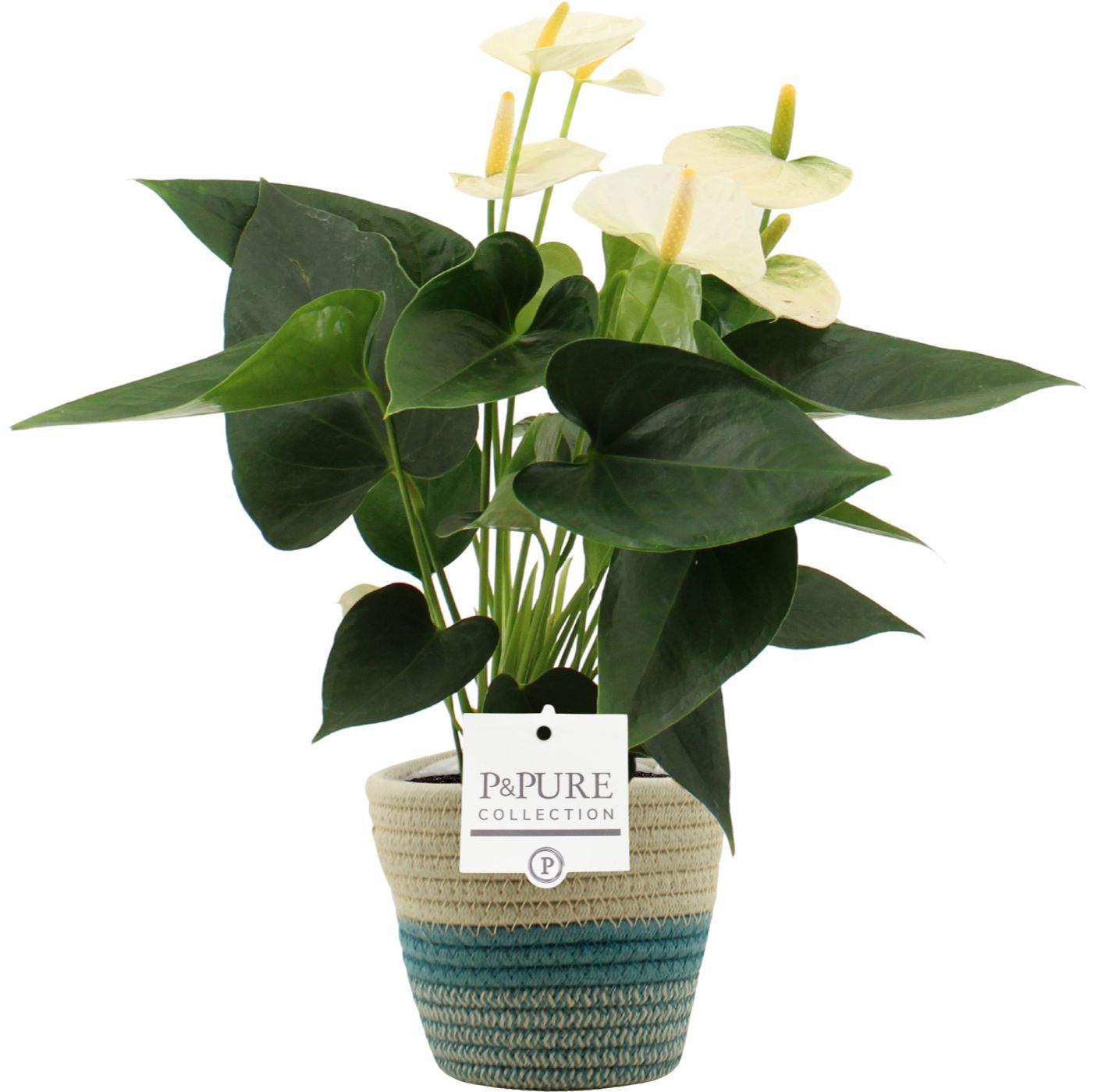 Anthurium Cocos in PURE Valerie basket, D 12