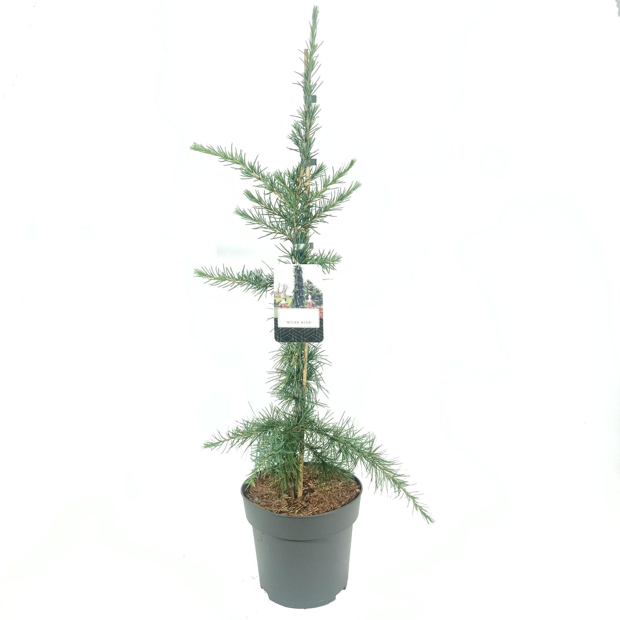 Cedrus deodara 'Miles High', D 22 cm