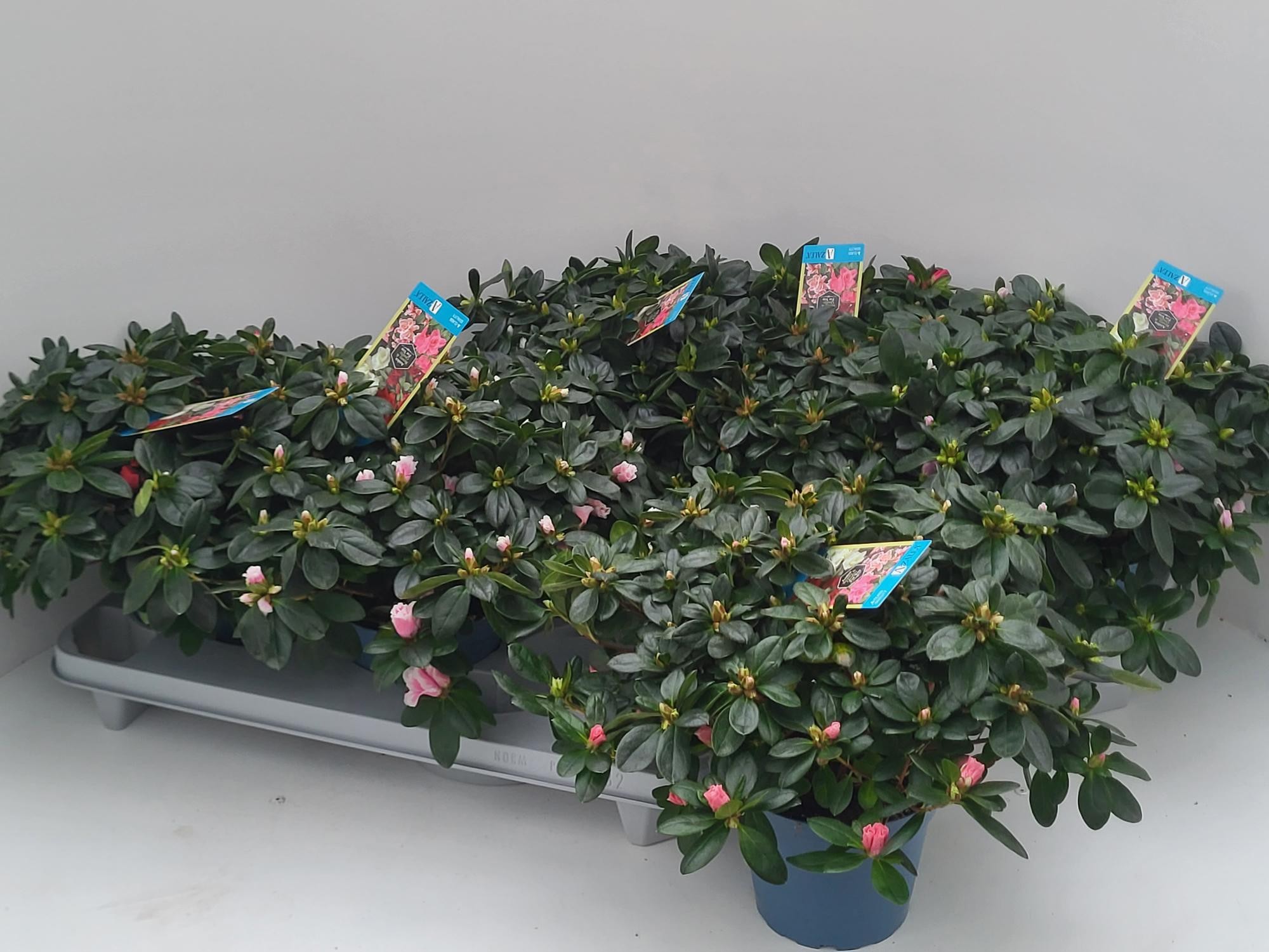 A-zalea concept gemengd 3 soorten dia 37, D 15