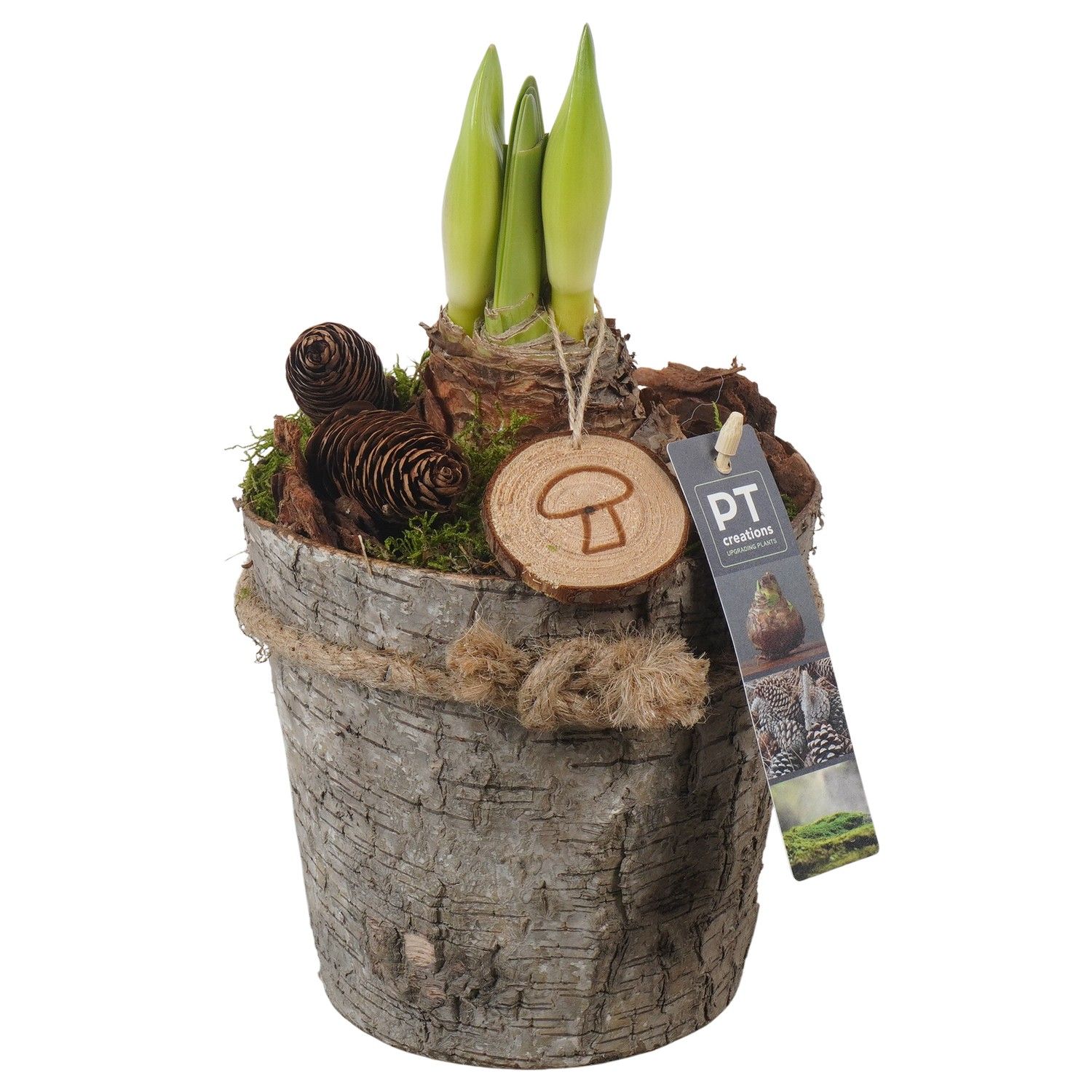 PTAA7542 Arrangement Amaryllis in houten bak, D 13 cm