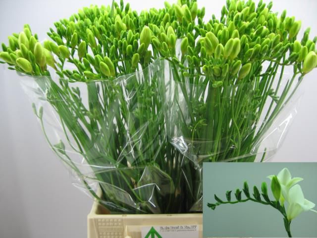 Фрезия од. Даймонд Ривер 60, шт.