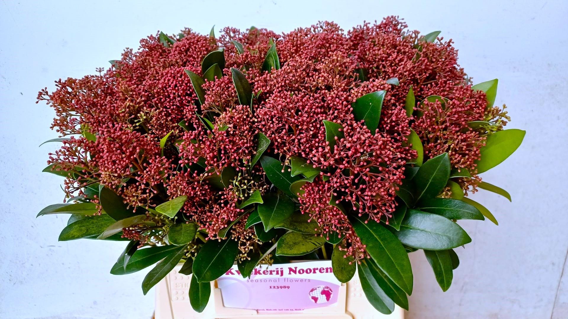 Скимия Рубелла за пучок 45 (красн.), пуч.