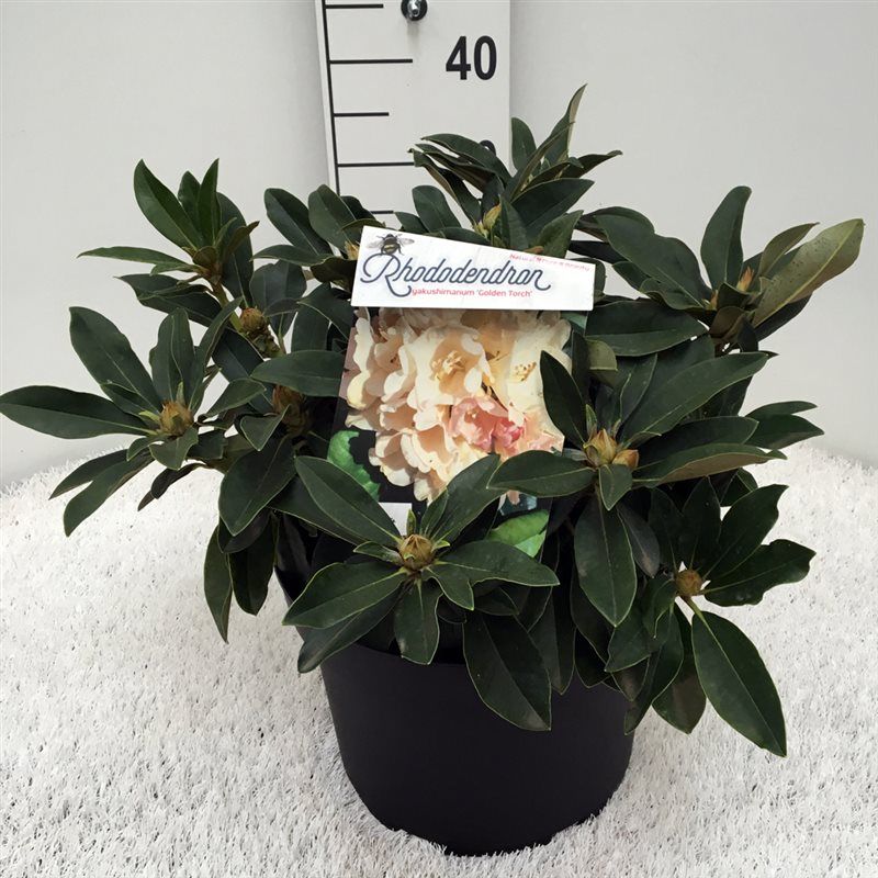 Rhodo. (Y) 'Golden Torch' yellow/pink, D 29