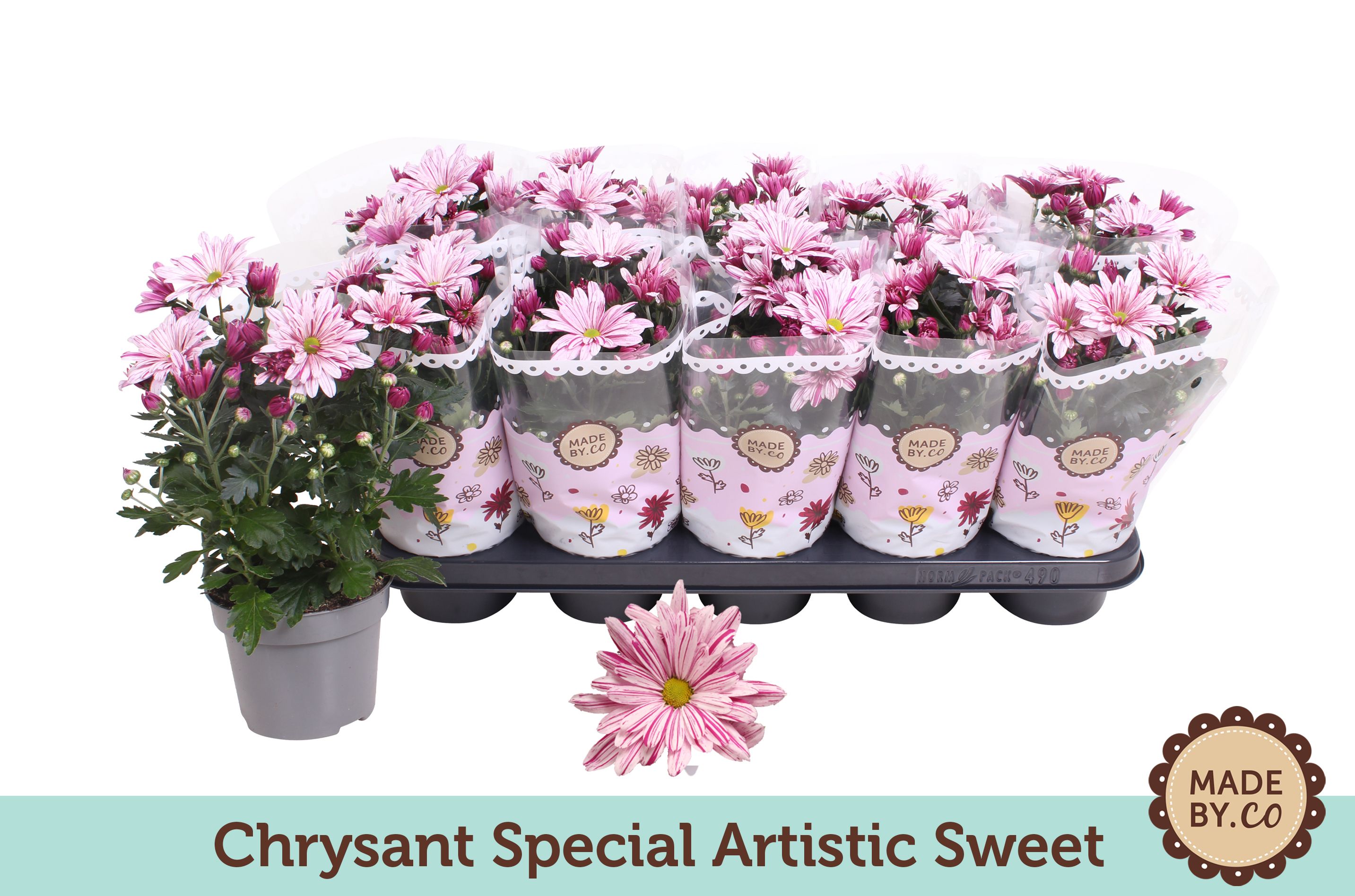 Chrysant Special Artistic Sweet, D 12 cm Chrysant Special Artistic Sweet, D 12 cm