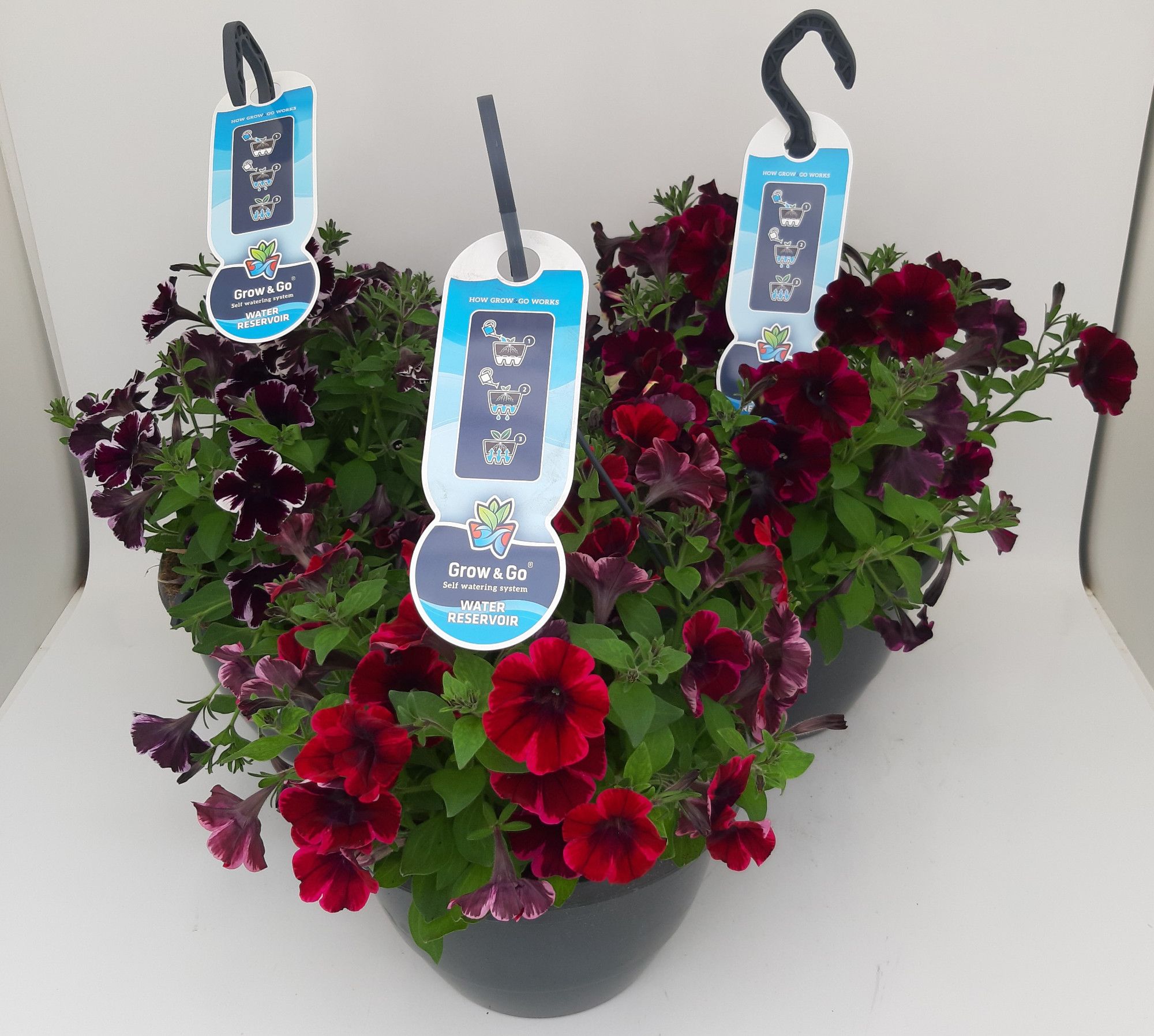 Petunia Cosmic Mix WSP Ampel T27 (vormals Diamonds), D 27