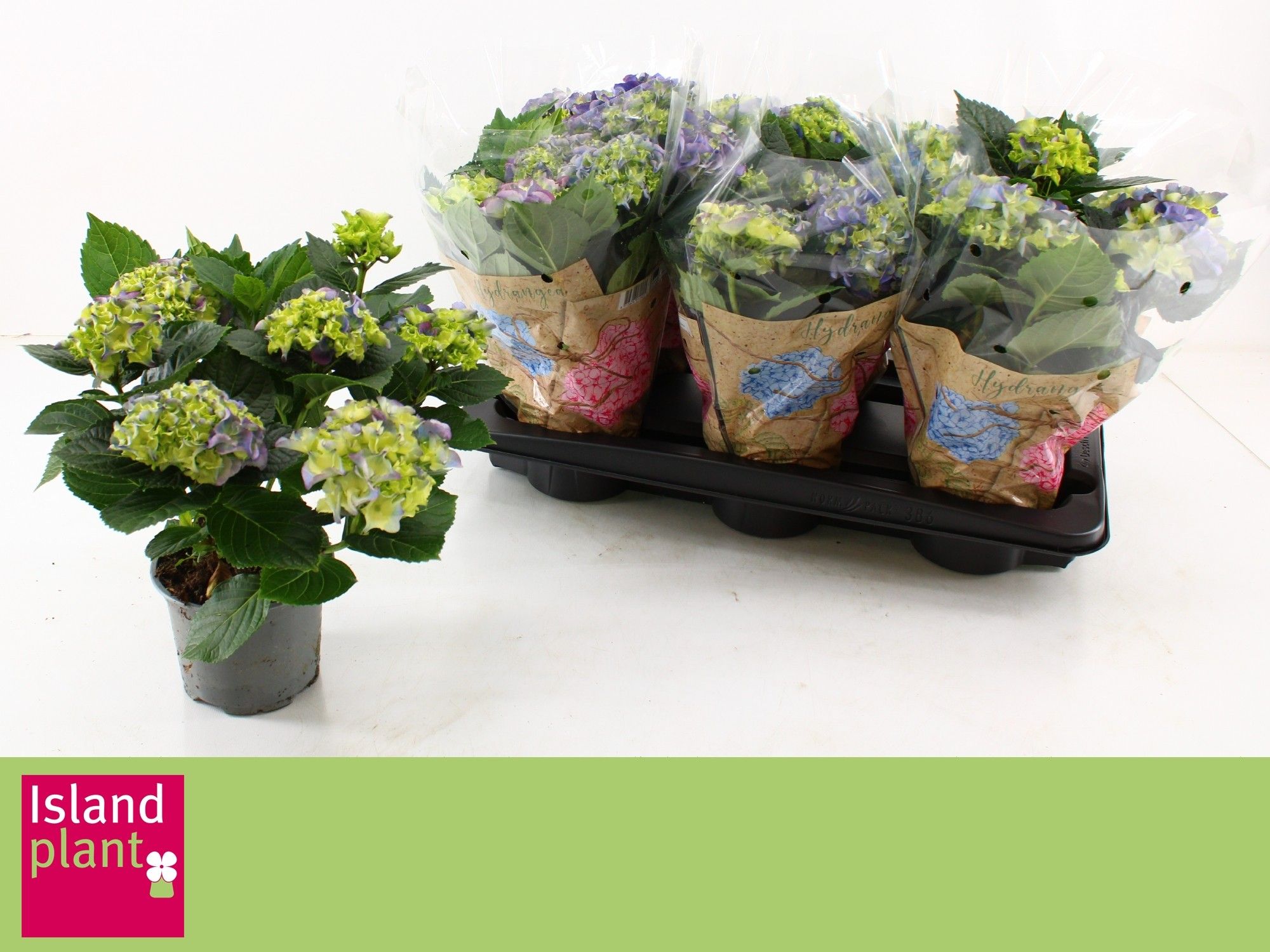 Hydr. macr. Blauw, D 13