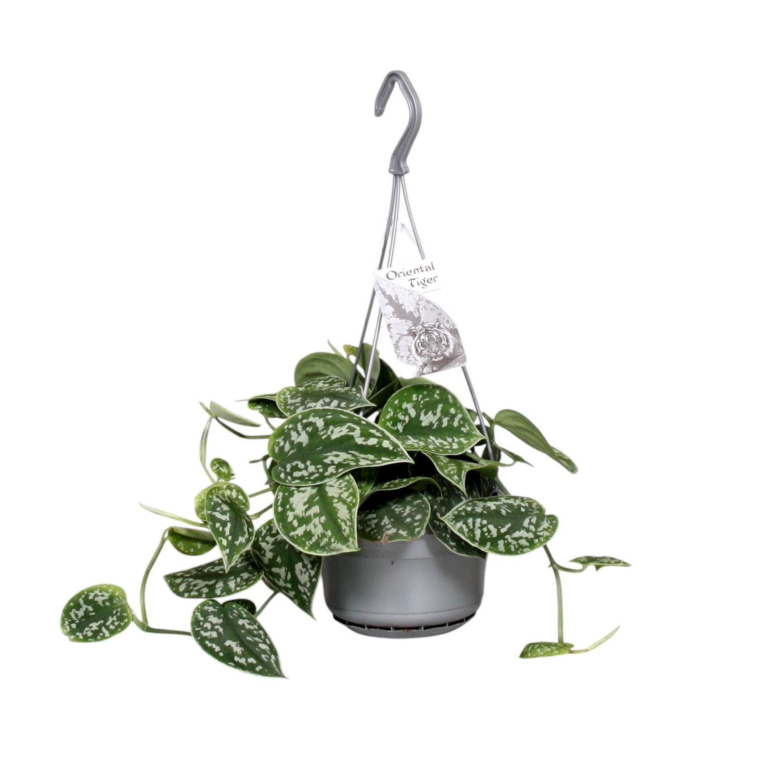 Scindapsus pictus 'Argyraeus' 14cm hangpot, D 14