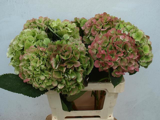 Гортензия Верена Классик 60, шт.