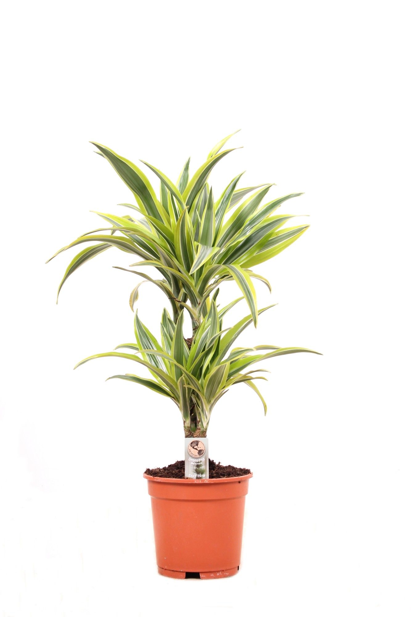 Deremensis P17 30-10 Lemon Lime, D 17