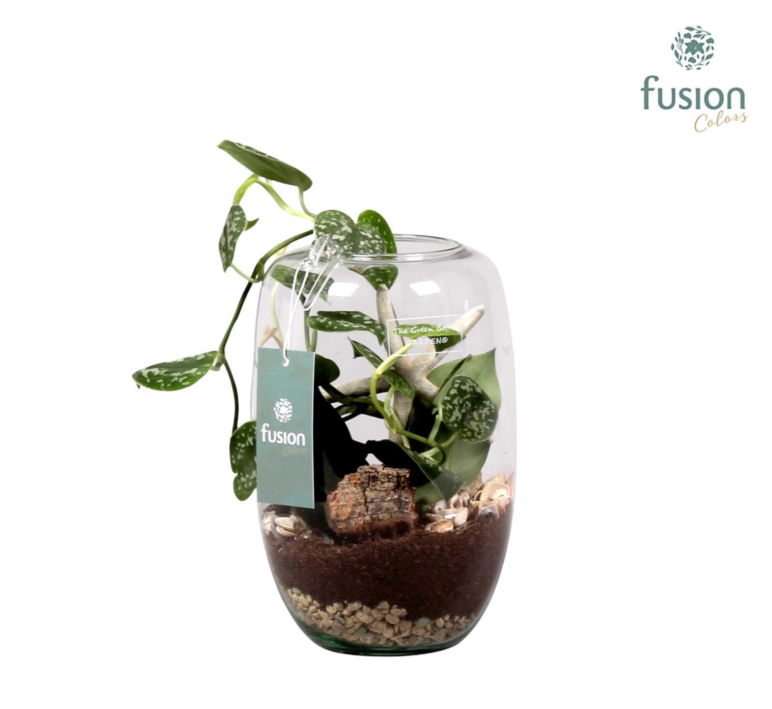 Green Bottle Isabella Small met Skindapsus, D 15