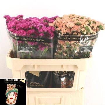 Статица Овериг 70, шт.