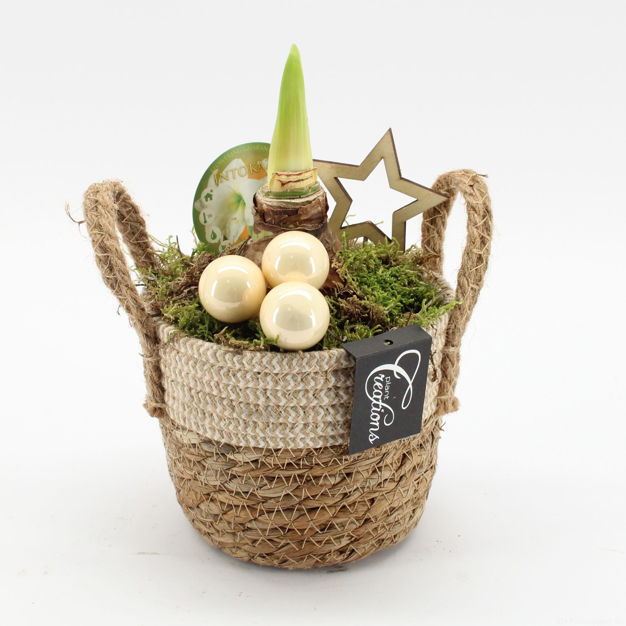 HXFD-2507W Xmas Amaryllis Fundamentals, D 14 cm