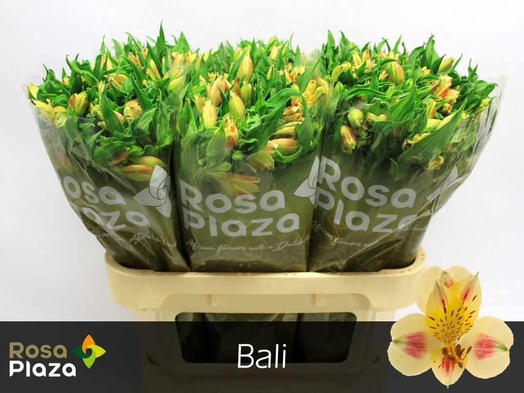 Альстромерия Бали (желт.), шт.