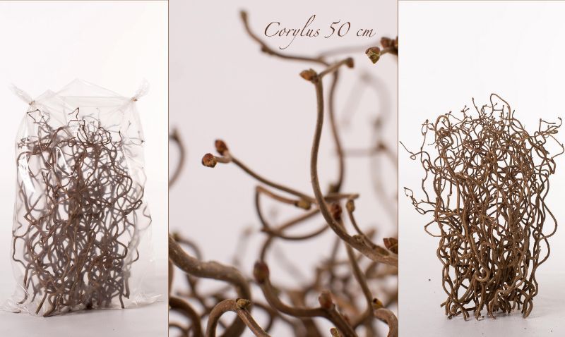 Корилус Конторта 50, шт.