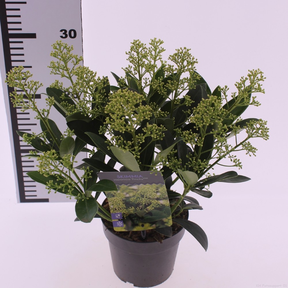 Skimmia jap. 'Finchy', D 13 cm