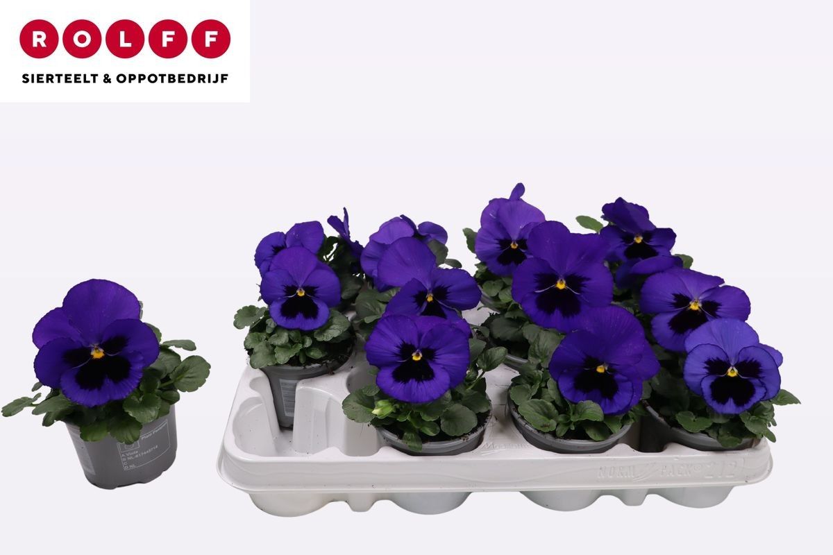 Viola Blauw met oog, D 9