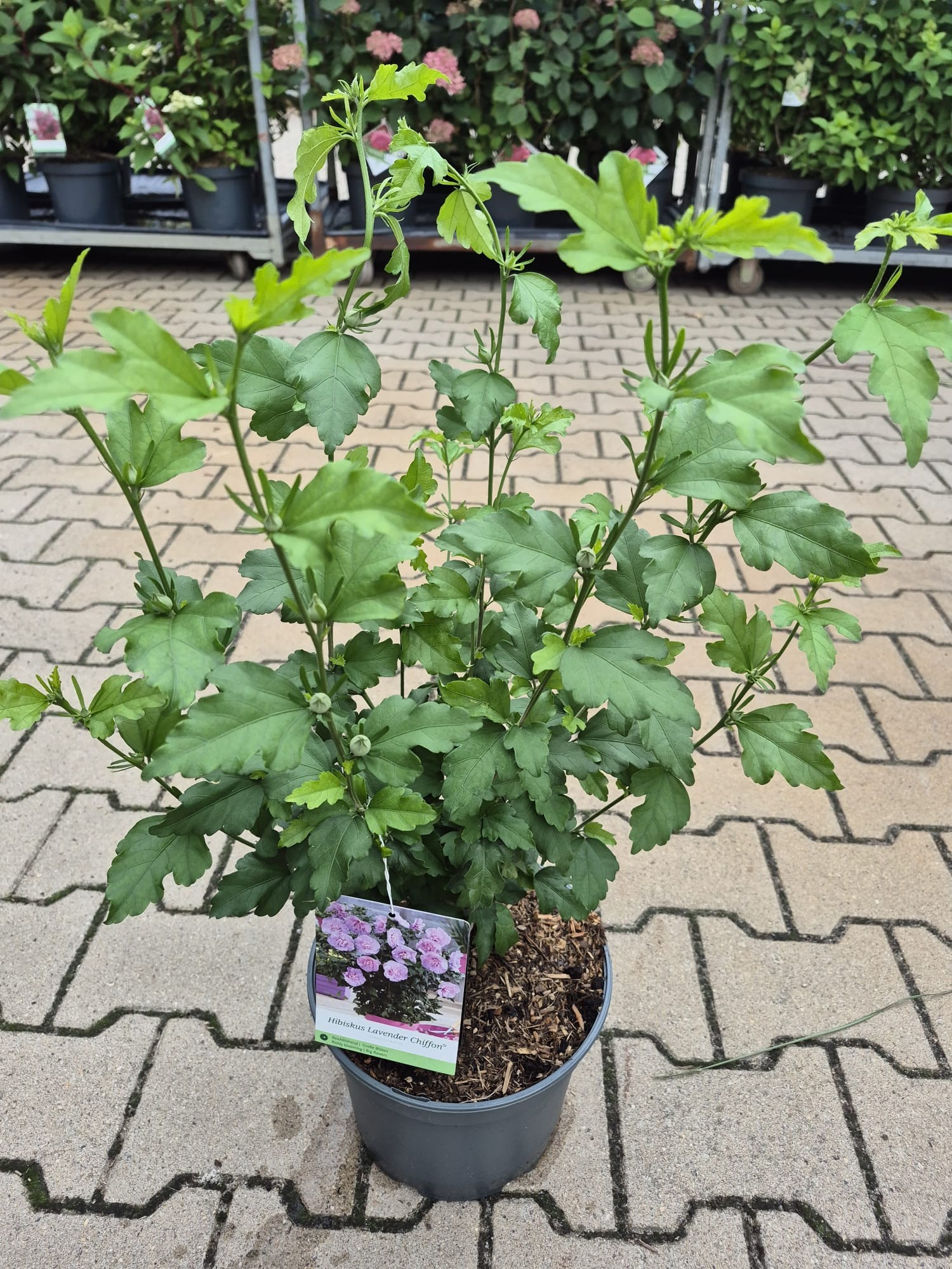 Hibiscus syr. 'Lavender Chiffon' -R-, D 23