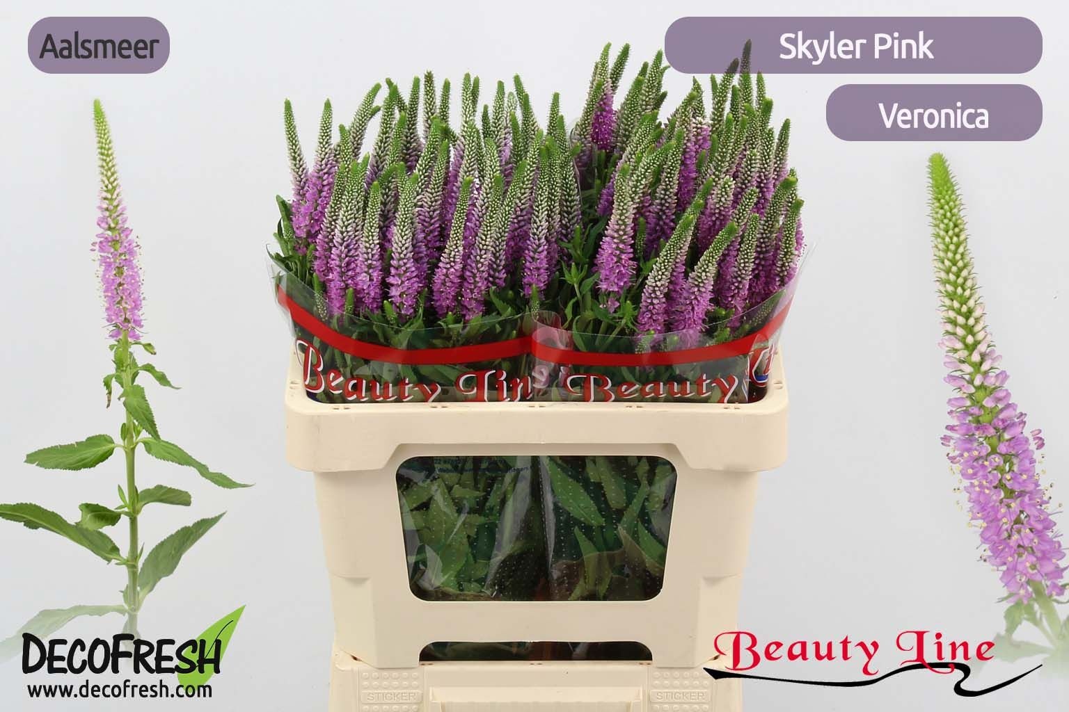 Вероника Скайлер Пинк 55, шт.