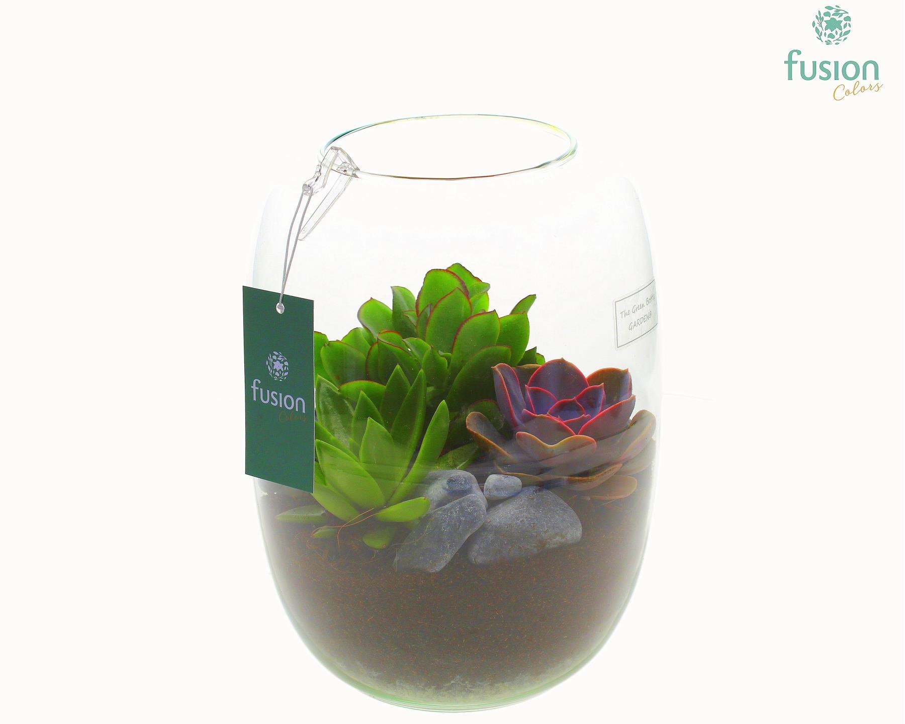 Green Bottle Isabella Large met Succulenten, D 19