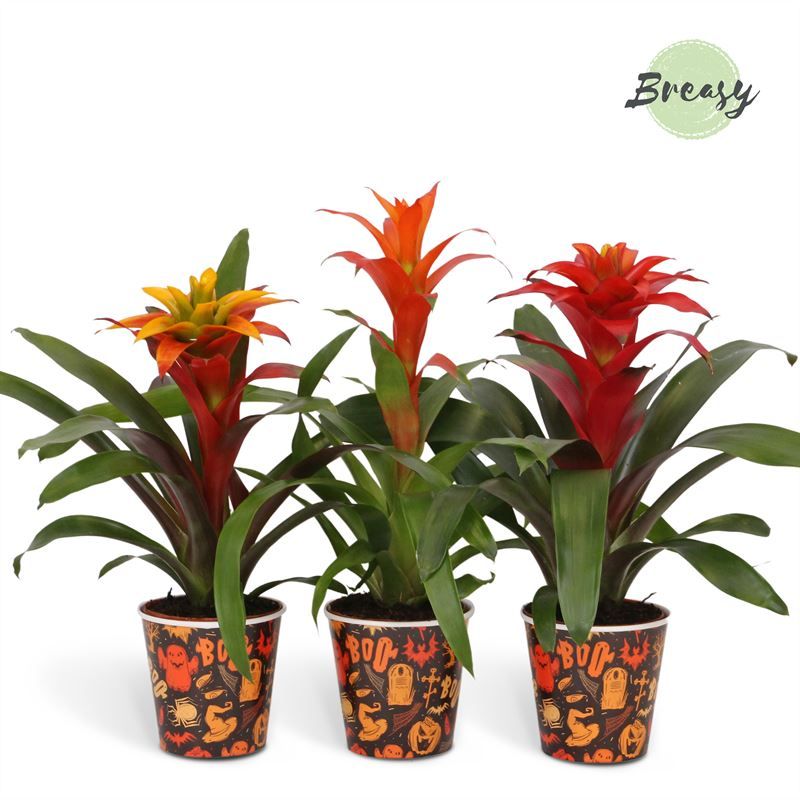 Guzmania Halloween - 13cm in Boo! | Mimesis, D 13 cm
