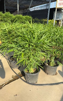 Драцена сандериана Буддха беллй бамбук 40 100