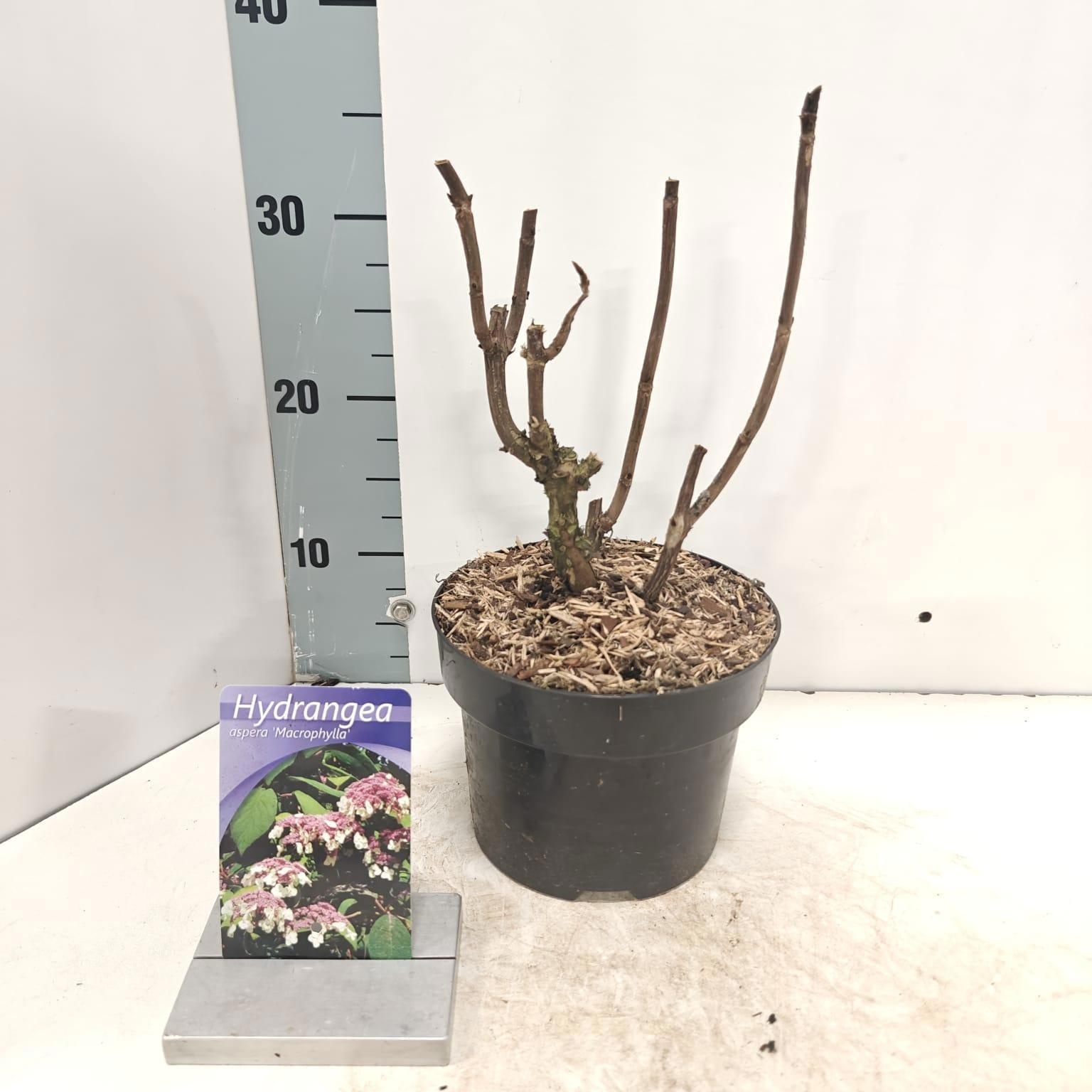 Hydrangea aspera 'Macrophylla', D 26