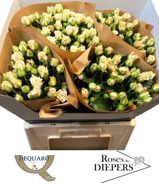 Роза куст. Таня 60, шт.