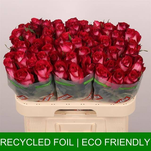 Роза од. Николетта 60, шт.