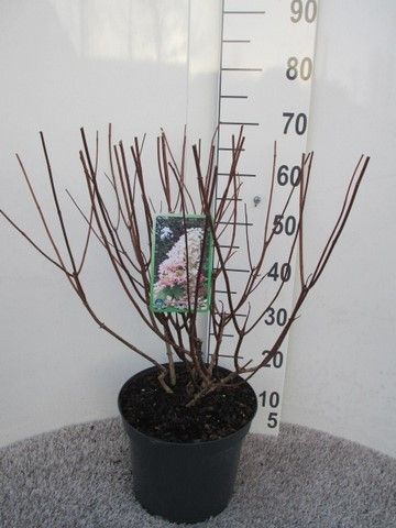 Hydrangea pan. Angels Blush 40 cm struik P26, D 26 cm