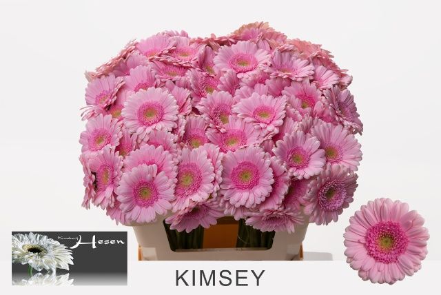 Гермини Кимси, шт.