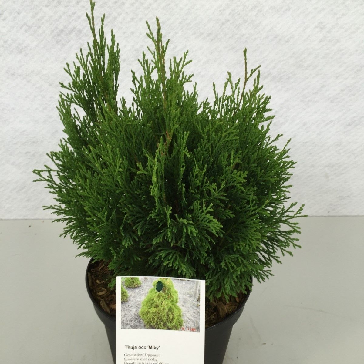 Thuja occidentalis 'Miky', D 19