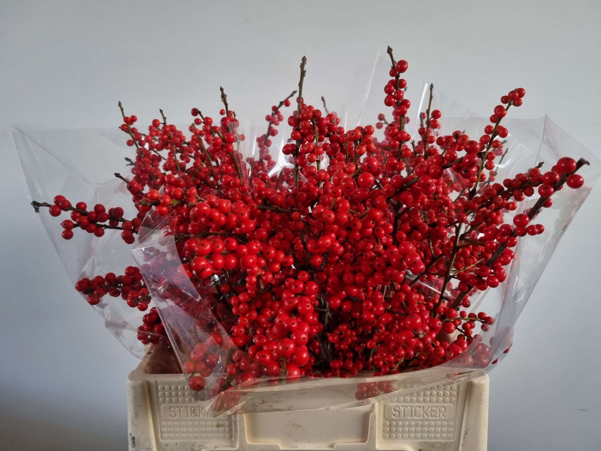 Илекс Красные ягоды 60, шт.