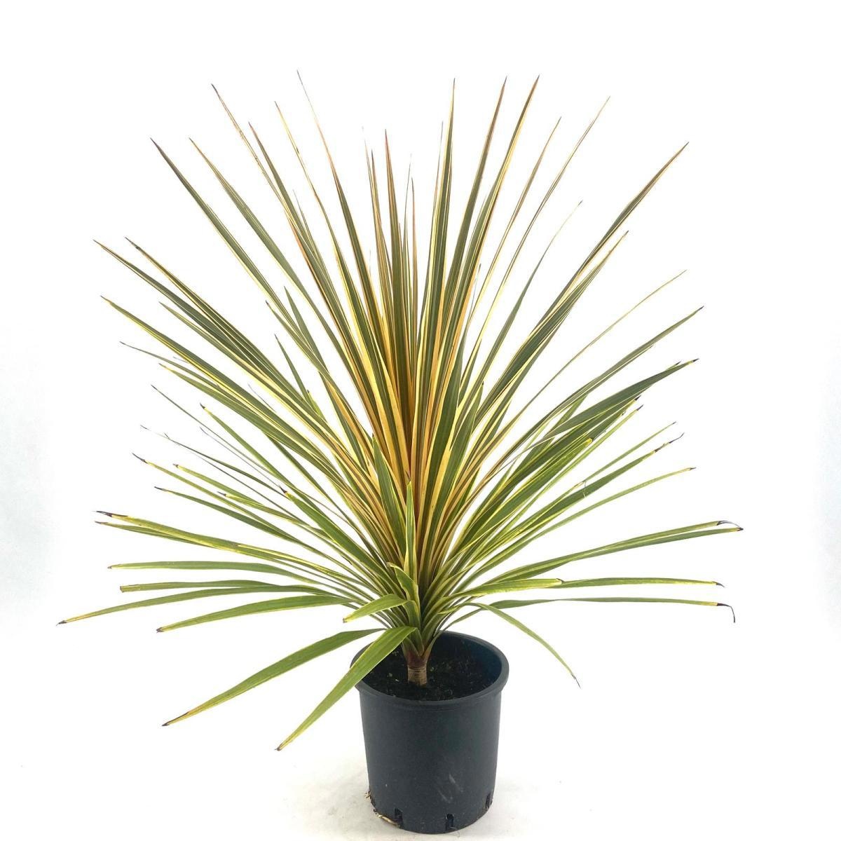 Cordyline aus. 'Torbay Dazzler', D 23