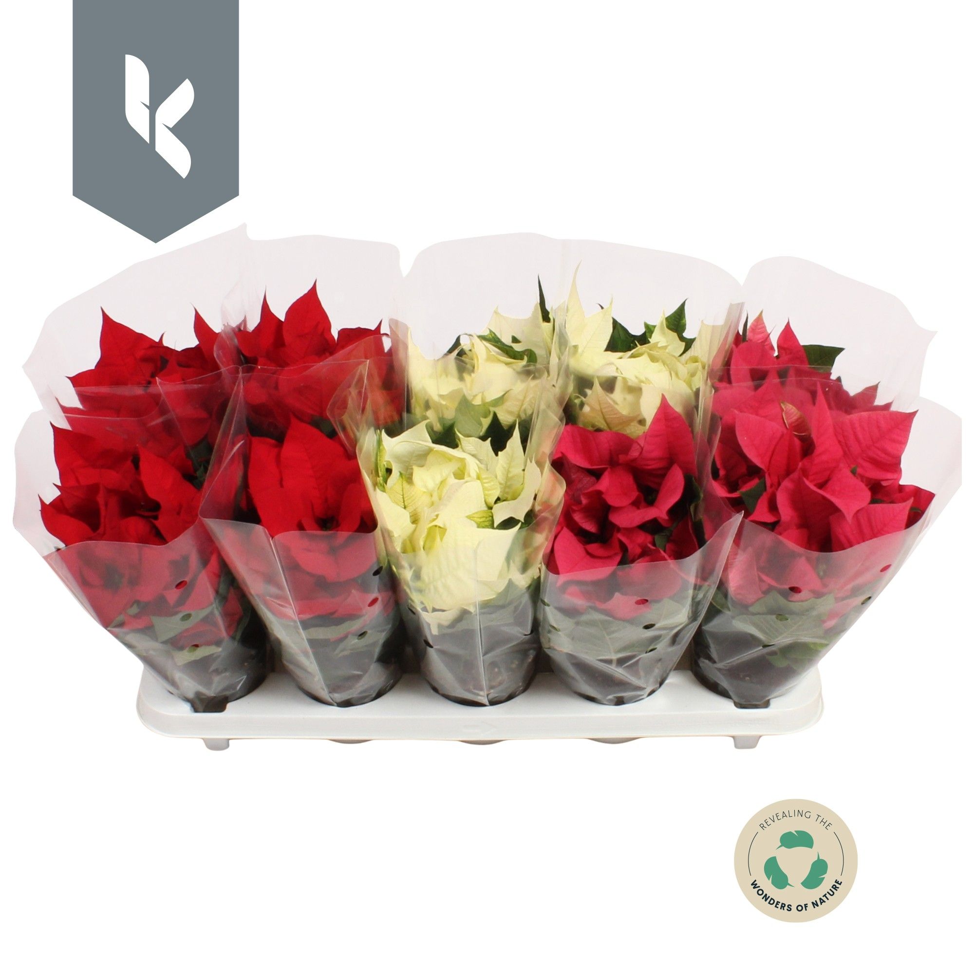 Poinsettia mix tray Rood - Roze - Wit, D 10,5 cm