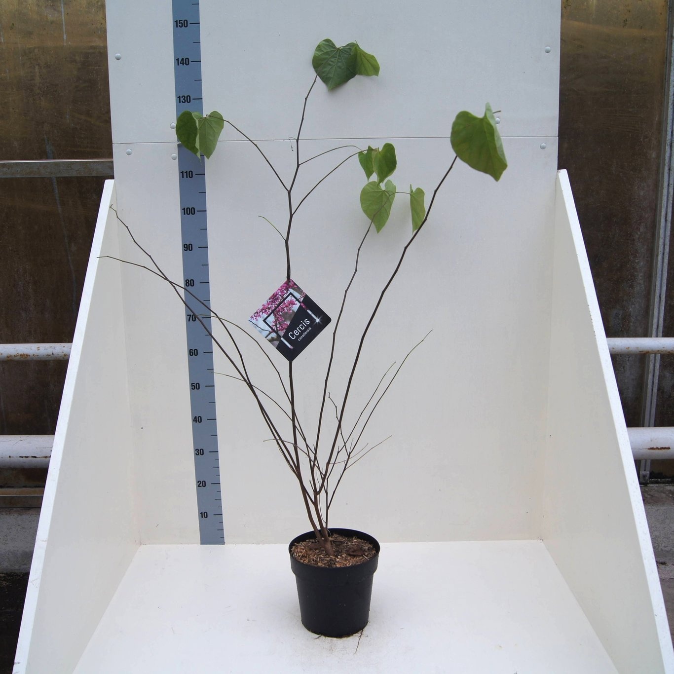 Cercis canadensis, D 24