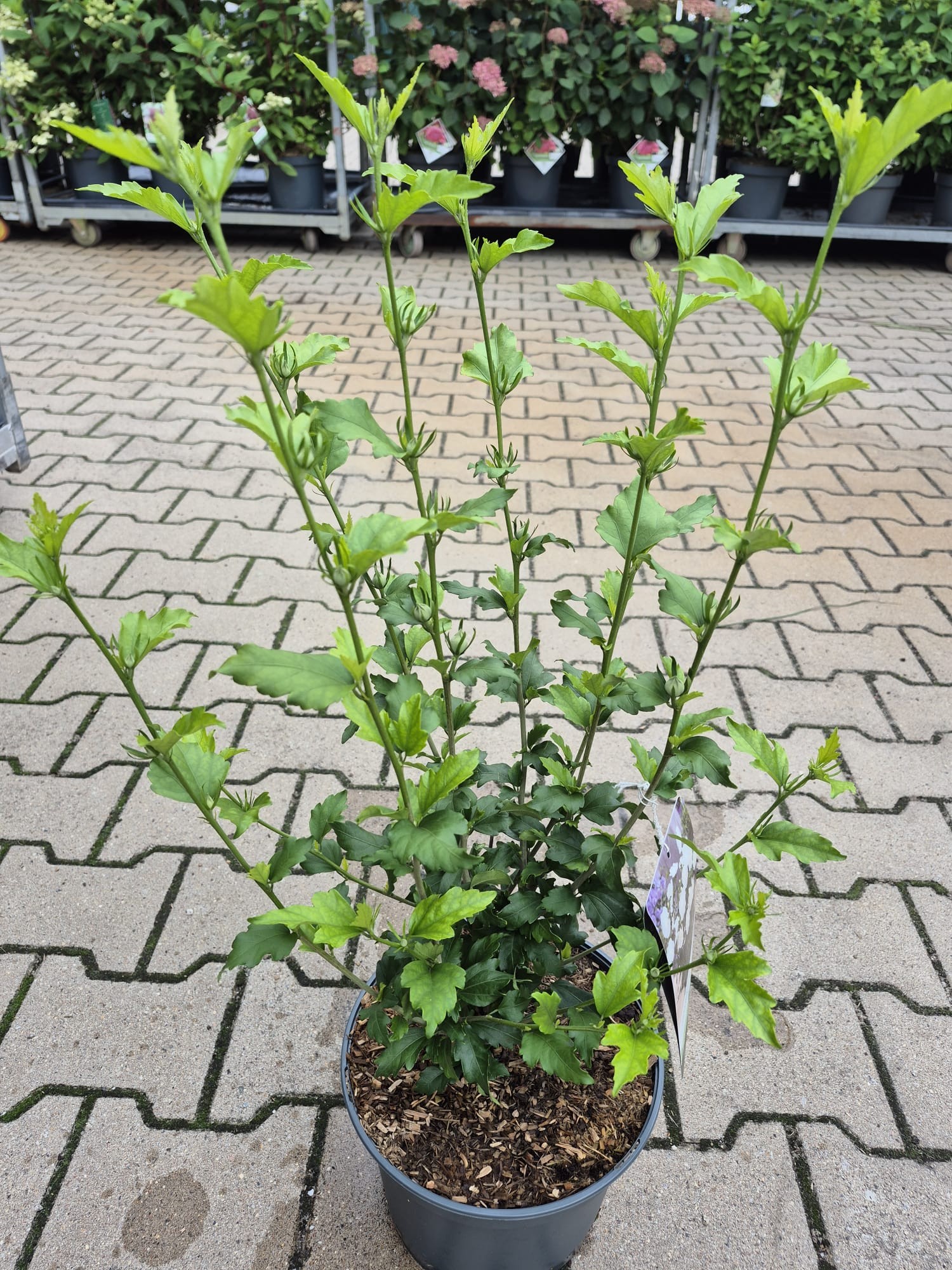 Hibiscus syr. 'White Chiffon' -R-, D 23