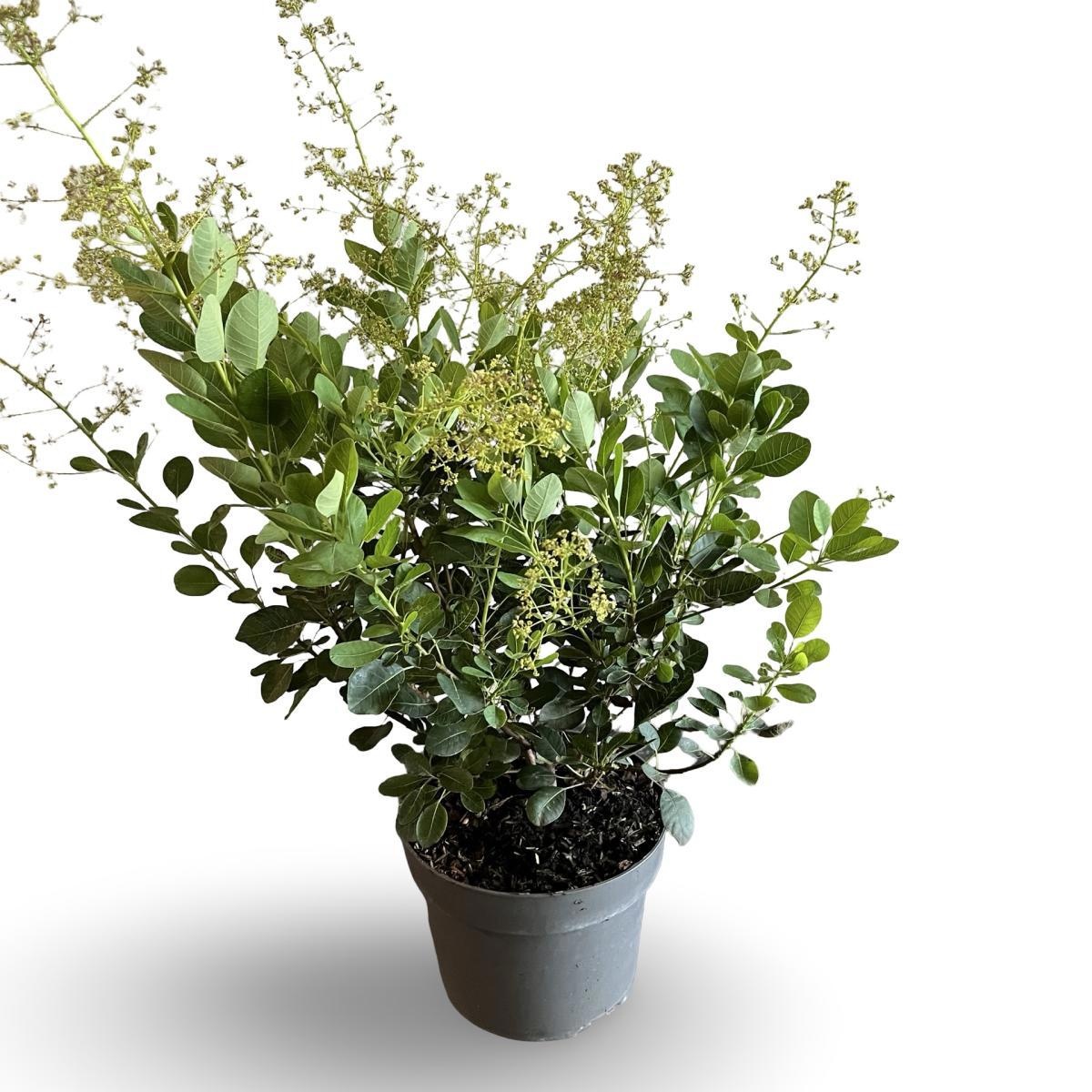 Cotinus cog. 'Young Lady', D 21 cm