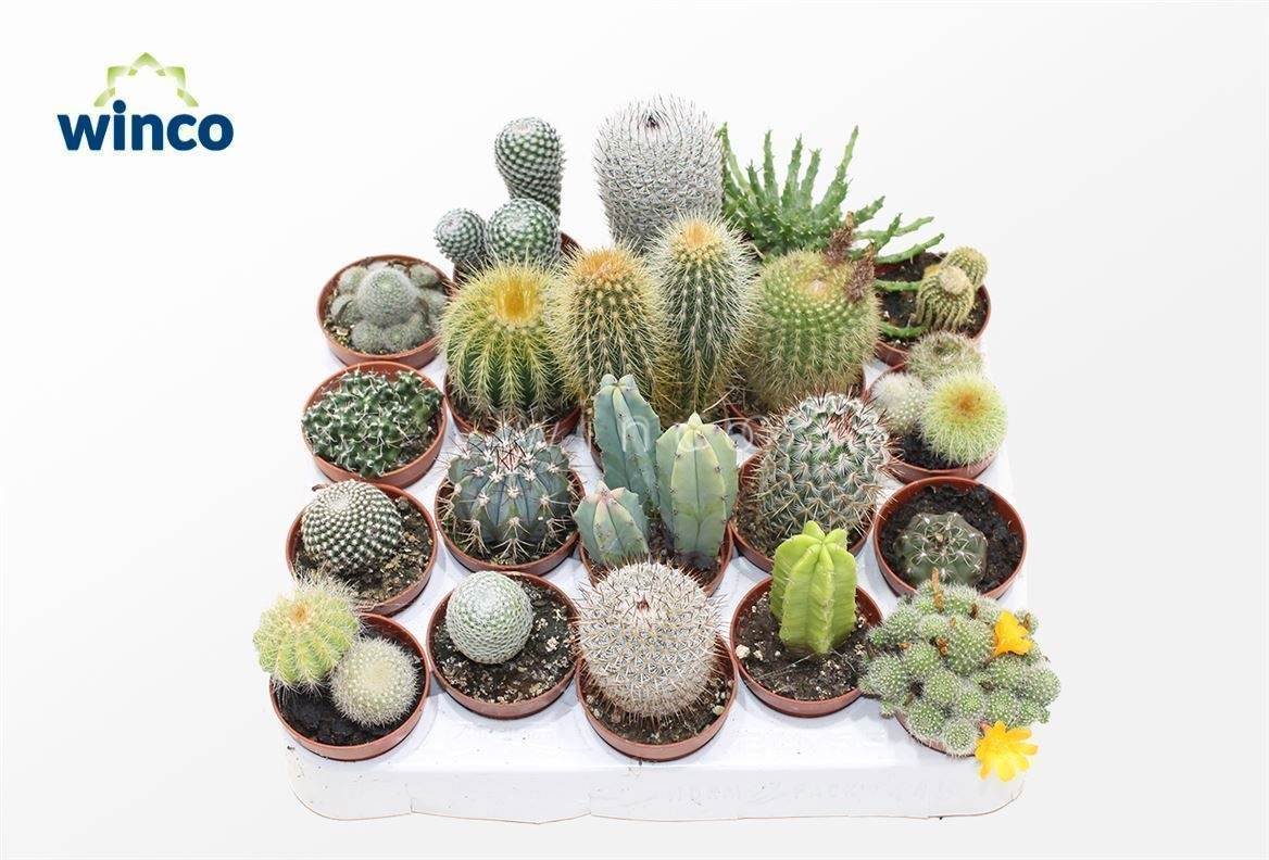 Cactus Mix (20spc.), D 5,5